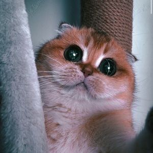 Meet your Posher, Mengyu